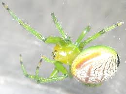 Araneids have eight similar eyes, hairy or spiny legs, and no stridulating organs. Green Orb Weaver Spider 1 2 By Ultimatedoomer On Deviantart
