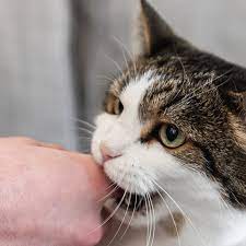Reasons Why Cats Bite And How To Stop It