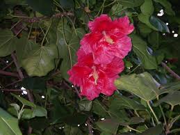 Image result for Thespesia