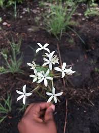 Image result for Kohautia caespitosa