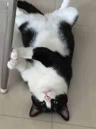 Black And White Tuxedo Cats Cat Facts Fun Trivia About Tuxedo Cats With Tuxie Tude Cattime Cat Facts Cute Cats Tuxedo Kitten