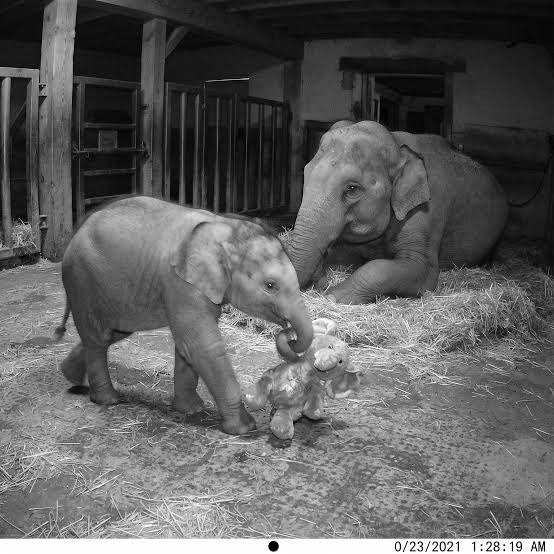Adorable baby elephant shares favorite toy with mother