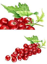 Watercolor Graphics Berry Clipart Raspberry Blueberry Diy Etsy In 2020 Watercolor Tomatoes Watercolor Clip Art