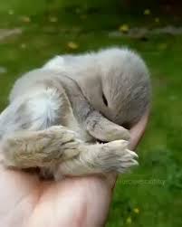 Gambar binatang lucu untuk mewarnai download now aneka gambar mewarn. A Handful Of Bunny Bayi Hewan Binatang Lucu Hewan