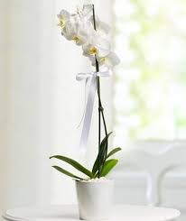 Beyaz Mutluluk Sabiha Gokcen Cicek Siparisi Sabiha Gokcen Havalimani Cicekci Sabiha Gokcen Havaalani Cicek Gonder Tikla Hemen Orkideler Cicekciler Cicek