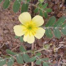 Image result for Tribulus terrestris