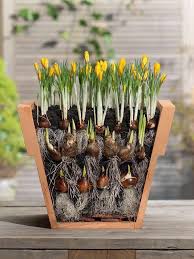 Generally, dig a hole two to three times deeper than the bulb is tall. Pin On It S A Dirty Job