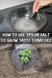 First Of All Epsom Salt Is Not Salt It Is Not Something You Can Put On Your Food It S Fertilizer For Plants Growing Tomatoes In Containers Growing Tomatoes
