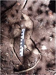 Image result for Raphionacme monteiroae