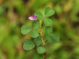 Image result for Grona triflora