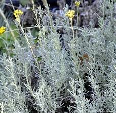 Image result for Helichrysum asperum