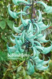 Image result for Strongylodon macrobotrys