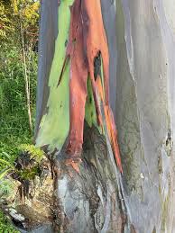 Image result for Eucalyptus torelliana