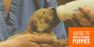 Making homemade goat milk baby formula! Bottle Feeding Puppies Free Guide To Hand Feeding Puppies