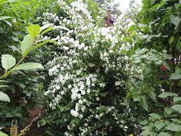 Mom S Beautiful Mock Orange Bush Ours Is Right Out Front Gonna Bloom Soon And Oh The Fragrance Mock Orange Bush Mock Orange Plants