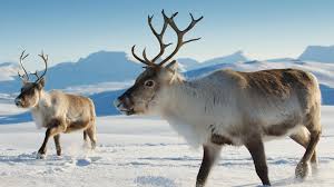 Arctic bumblebees are able to survive the cold weather because of _. Reindeer San Diego Zoo Animals Plants