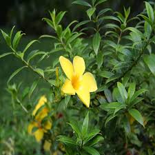 Image result for Allamanda