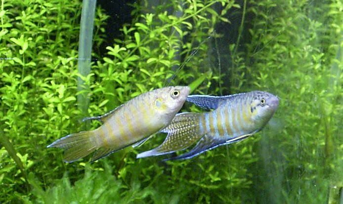 Mga resulta ng larawan para sa Paradise fish male and female"