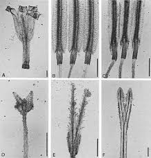 Image result for Dacryotrichia