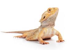 Maybe you would like to learn more about one of these? Advice To Pet Reptile Owners Salmonella Cotham And Salmonella Kisarawe Infections Linked To Pet Bearded Dragons Salmonella Cdc