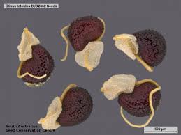 Image result for Glinus