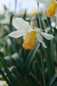 Heritage Daffodils In Cornwall Photo By Jason Ingram Gardens Illustrated March 2010 Daffodils Flower Garden Narcissus