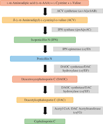 Cephalosporin An Overview Sciencedirect Topics