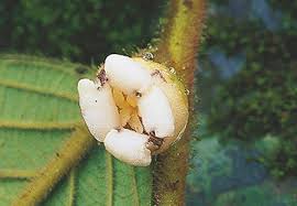 Image result for Ebenaceae