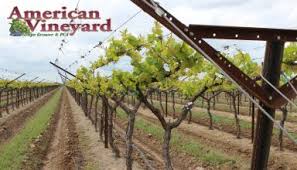Economic analysis of the effects of ash whitefly in california, paper presented at exotic pest and disease policy conference, sacramento, ca, powerpoint presentation. Table Grapes Archives American Vineyard Magazine