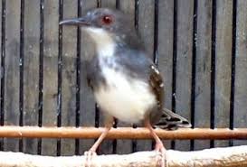 Selain karena perawatannya yang mudah, burung pleci banyak dipelihara karena ia memiliki suara kicauan yang merdu dan indah. Burung Ciblek Cara Mudah Membedakan Burung Ciblek Jantan Dan Burung Ciblek Betina Penangkaran Burung Ciblek