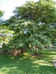 Image result for Synsepalum muelleri