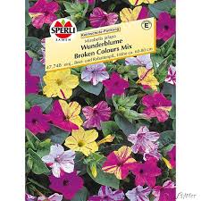 Als krautartige pflanze erreicht sie in der regel eine wuchshöhe von etwa einem meter. Wunderblume Broken Colours Mix Sperli Mirabelis Jalapa Broken Colours Mix Einjahrige Blumen Garten Schluter