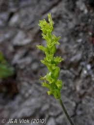 Image result for Holothrix villosa