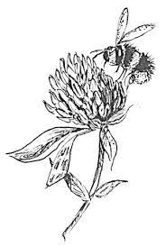 Beekeepers Wanted Flower Drawing Bee Drawing Bee Sketch
