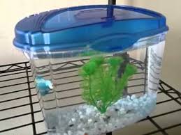 40,560 likes · 461 talking about this. Aqueon Betta Bowl Fish Tank Aquarium Review Youtube