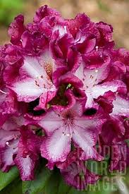 Rhododendron Midnight Mystique Beautiful Flowers Amazing Flowers Pretty Flowers