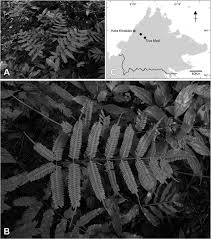 Image result for Heteromorpha sp. agg.