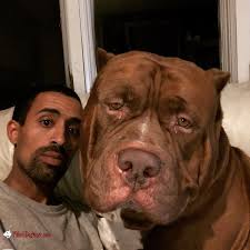 Pitbull Store Pitbull Dog Harnesses Collars Leashes Muzzles Pitbull Dog Harness Pitbulls Pitbull Dog