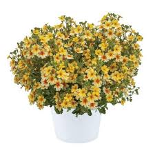 Image result for Jamesbrittenia huillana