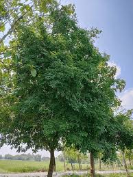 Image result for Dalbergia