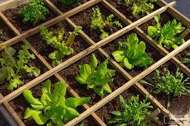 Membuat rumah kebun di hunian tidak hanya bermanfaat untuk menambah estetika, tapi sekaligus menyehatkan! Cara Membuat Kebun Minimalis 1 M Di Rumah Desain Bibit Pilihan