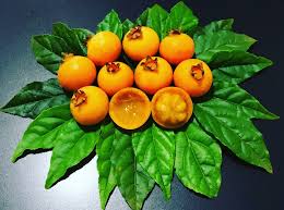 Image result for Dovyalis xanthocarpa