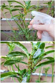 In the case of your dishes, molecules of fat surrounded by the soapy water are released from the dish and go down the drain. Homemade Organic Garden Soap Spray Recipe Kill Aphids Other Pest Insects Homestead And Chill