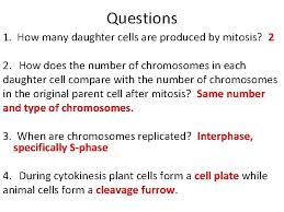 In plant cell cytokinesis starts during telophase with the formation of the cell plate. Mitotic Cell Division Exercise 7 Objectives Know The