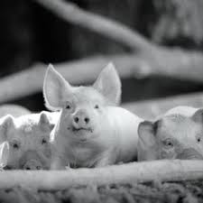 Documentary looks at the daily life of a pig and its farm animal companions: Gunda 2020 Rotten Tomatoes