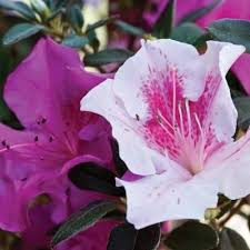 Encores produce a heavy spring flush of blooms, then grow. 1 Gal Encore Azalea Autumn Twist 80561 At The Home Depot Reblooming Flowers Spring Flowers Azaleas