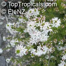 Image result for Tetragonia calycina