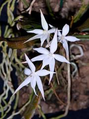 Image result for Aerangis kirkii