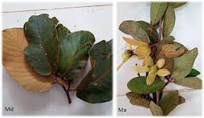 Image result for Monotes dasyanthus