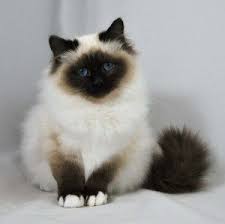 Maine coon cats / kittens in ohio. Siamese Cats For Sale In Ohio Siamese Cats For Sale Angora Cats Beautiful Cats